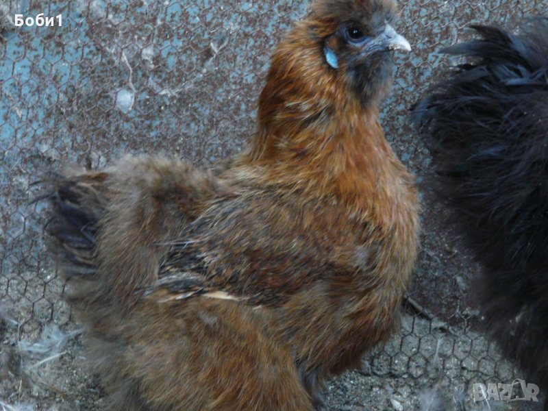 Яйца от копринки, снимка 1