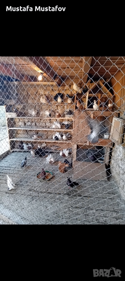 Продавам Фенерлии , снимка 1