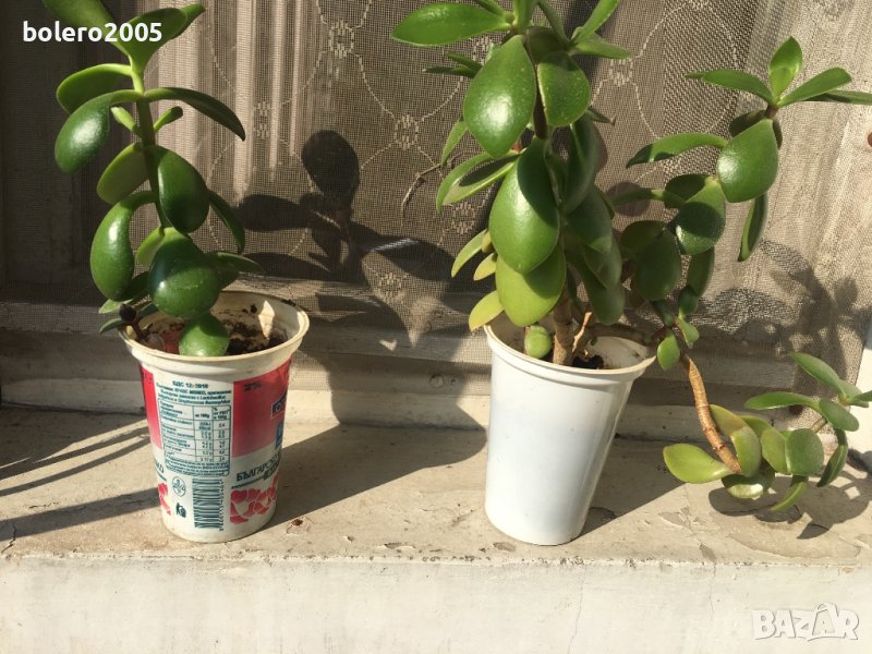 Дървото на живота, снимка 1