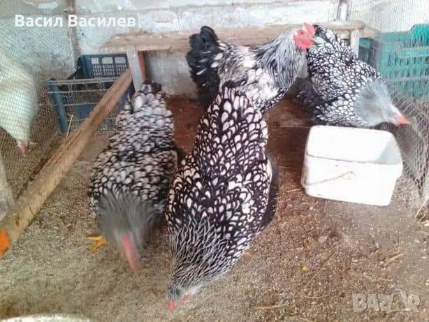 Продавам разплодни яйца от сребърен виандот стандарт , снимка 1