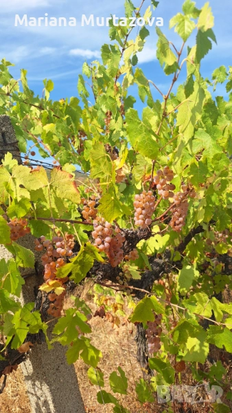 Продавам грозде мускат 2025, снимка 1