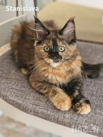 котенца Мейн Куун, снимка 12 - Мейн кун - 55670869