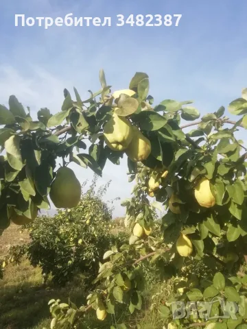 Продавам български дюли            , снимка 3 - Домашни продукти - 56452248