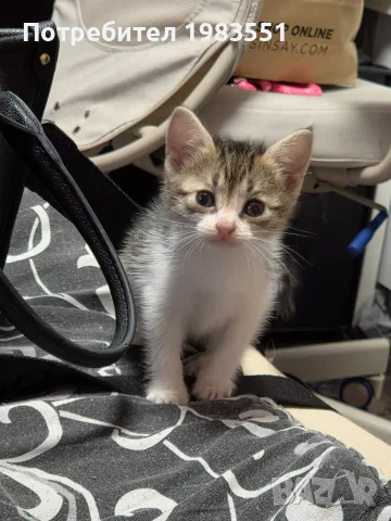 Подарявам котета