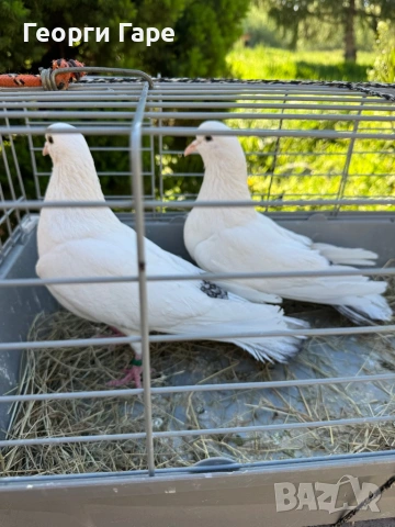 Двойка софийски бенкалии 2025 г., снимка 3 - Гълъби - 54321254