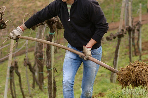 концентрат Био Тор ХУМУС от калифорнийски червеи --Увеличава кълняемостта на семената , снимка 5 - Тор и почвени смеси - 42133380