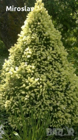 Мини смърч „Daisy's White“, снимка 9 - Градински цветя и растения - 54283627