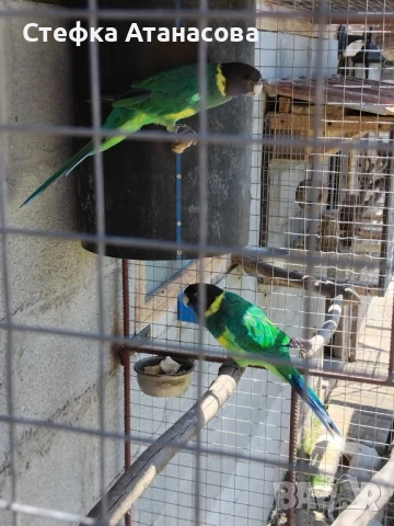 Малки Александри, снимка 10 - Папагали - 50990222