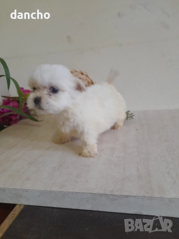 Продавам болонка , снимка 11 - Болонка - 47874174