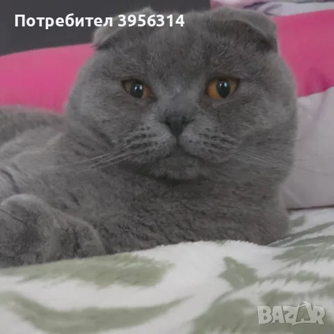 British Shorthair 61 дена, снимка 5 - Британска късокосместа - 55661938