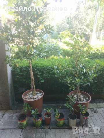 Японски чашкодрян, Euonymus japonicus, снимка 1 - Градински цветя и растения - 29283061