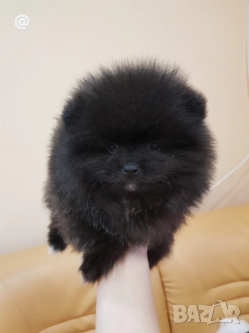 Померани померанчета свободни!, снимка 3 - Померан - 52967634