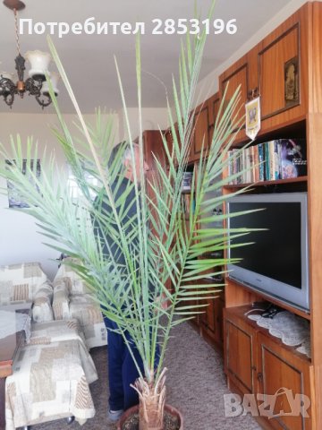 Голяма палма ФИНИКОВА , снимка 2 - Градински цветя и растения - 36742943