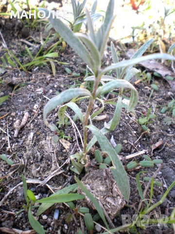 РОЖЕЦ, снимка 2 - Градински цветя и растения - 52089567