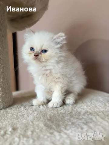 Персийско коте. , снимка 7 - Персийска - 56153471