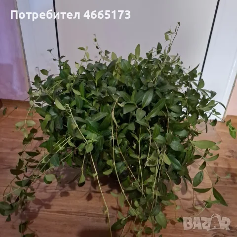 Градинска Винка Минор , снимка 9 - Градински цветя и растения - 54059975