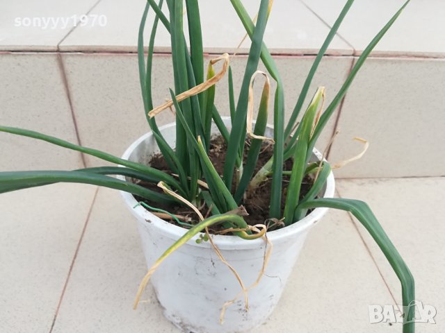 лук в саксия с пръст-за дома терасата 2102241331, снимка 9 - Стайни растения - 44399041