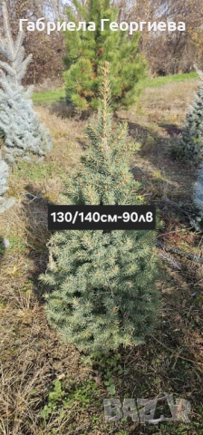 Живи коледни дръвчета (на бала)