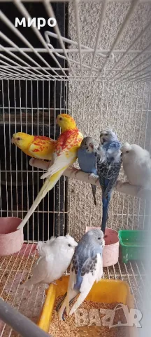 Пойни папагали и хеликоптери!, снимка 5 - Папагали - 49715572