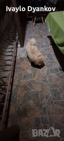 Померанче , снимка 4 - Шпиц - 53253261