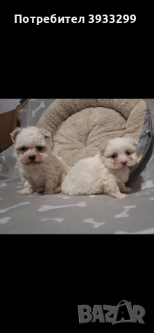 Малтийска болонка мини 