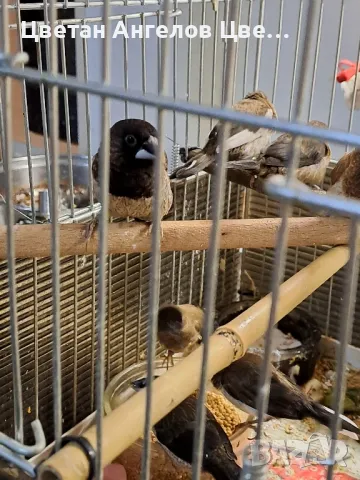 продавам японски амадини , снимка 7 - Амадини - 48494987