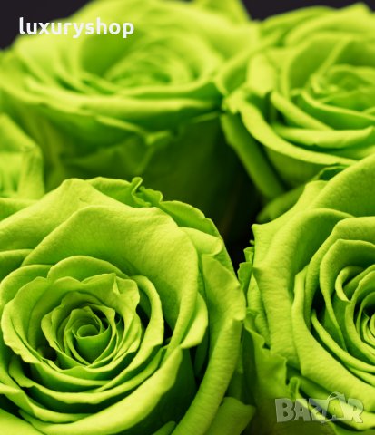 Рядък сорт семена на зелена, роза, " Нефрит " "Rare, Rose, Seeds, 25/, снимка 4 - Сортови семена и луковици - 29278323