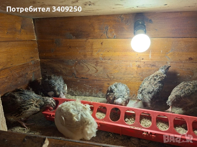 Женски пъдпъдъци носачки, снимка 8 - Други - 53997779