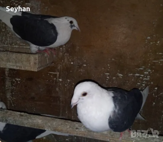  Пощенски на капак , снимка 2 - Гълъби - 56433765