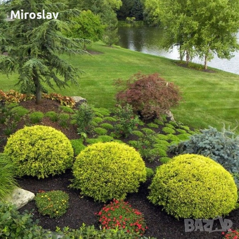 Туя Даника ауреа, снимка 6 - Градински цветя и растения - 51622457