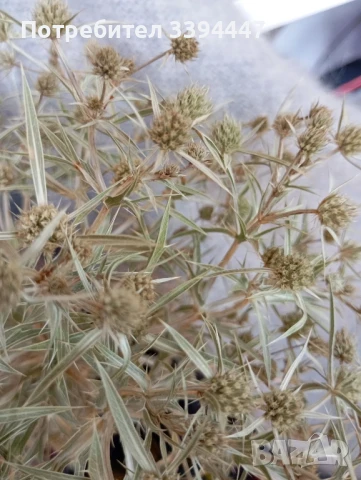 билката Ветрогон за имунитет и здраве