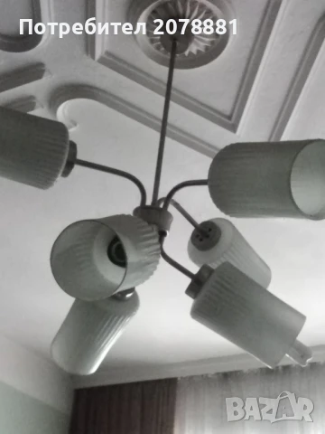 Полилей, снимка 3 - Полилеи - 51265368