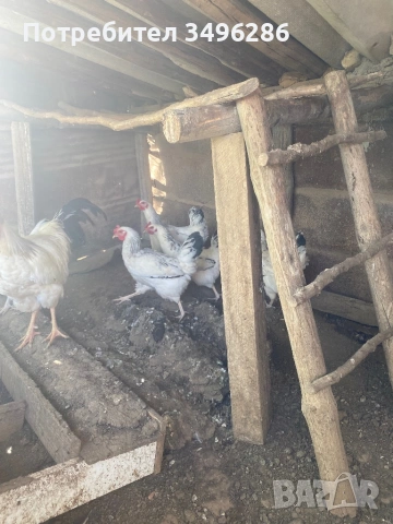 Яйца от светъл Съсекс, снимка 2 - Кокошки и пуйки - 54307997