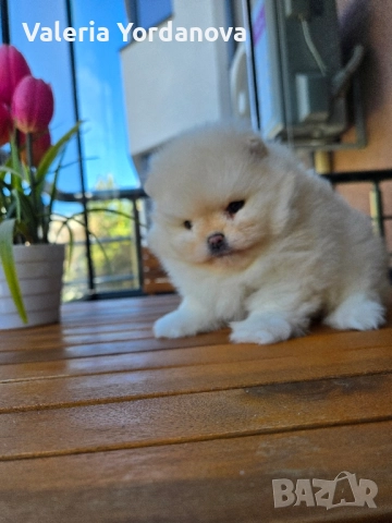 Мини Померанче 