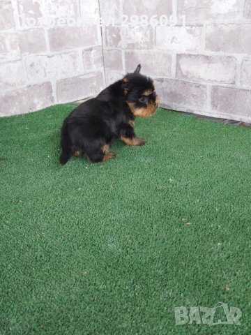 МИНИ ЙОРКШИРСКИ ТЕРИЕР, снимка 3 - Йоркширски териер - 31874289