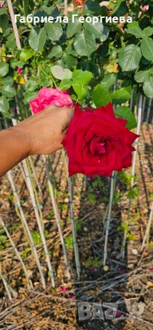 Щамбови рози на гол корен , снимка 6 - Градински цветя и растения - 52218884