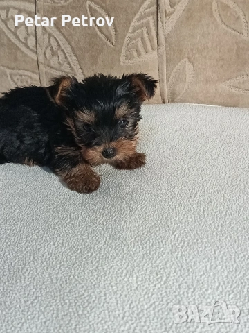 Йоркширски териер , снимка 5 - Йоркширски териер - 54063849