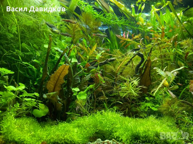 Пакет растения за аквариум  плато 60/40 имам и риби, снимка 5 - Аквариуми - 42210553
