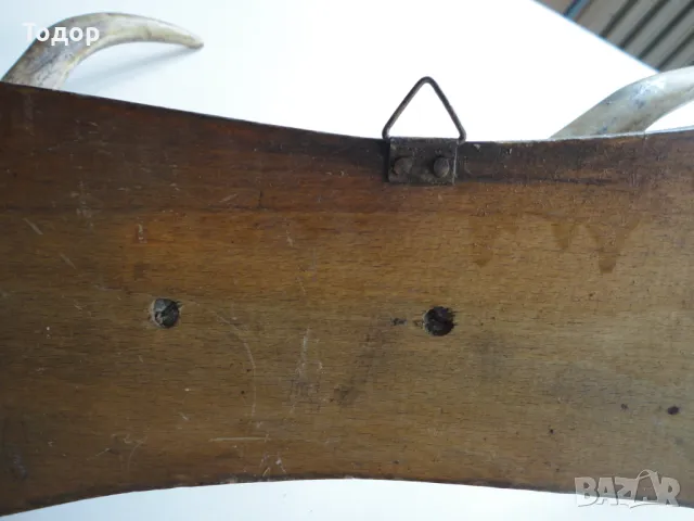 Ловен трофей закачалка еленов рог , снимка 7 - Антикварни и старинни предмети - 50283790