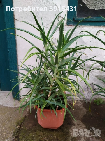 Алое, снимка 2 - Стайни растения - 51500063