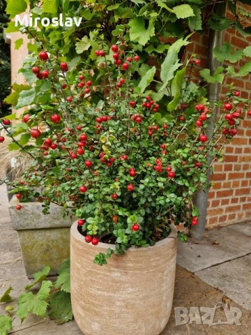 Чилийска гуава-(Ягодова мирта), снимка 6 - Градински цветя и растения - 53918152