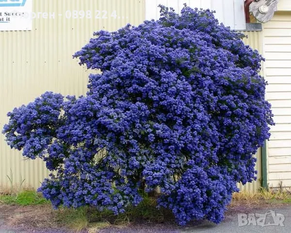 Цеанотусът (Ceanothus) или калифорнийският люляк Налични 3 вида, снимка 9 - Разсади - 49944023