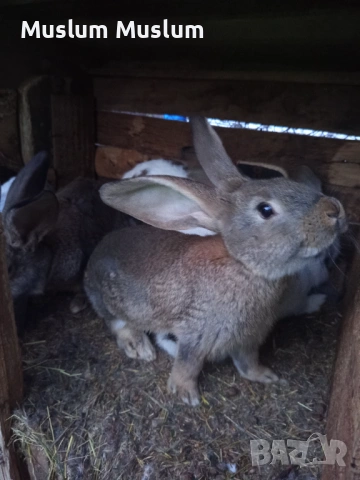 Zaici , снимка 10 - Други - 54212482