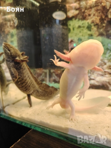 Аквариум 40 и две Амбистоми, снимка 3 - Аквариуми - 52589315