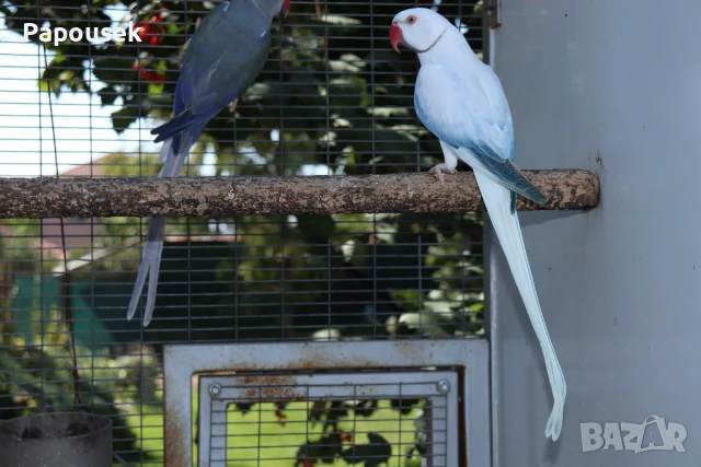 Малък Александър , снимка 3 - Папагали - 51324439