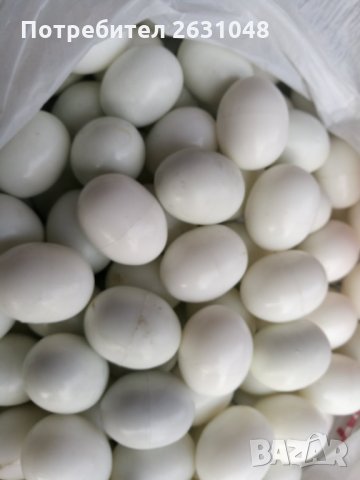 изкуствени пластмасови яйца за гълъби