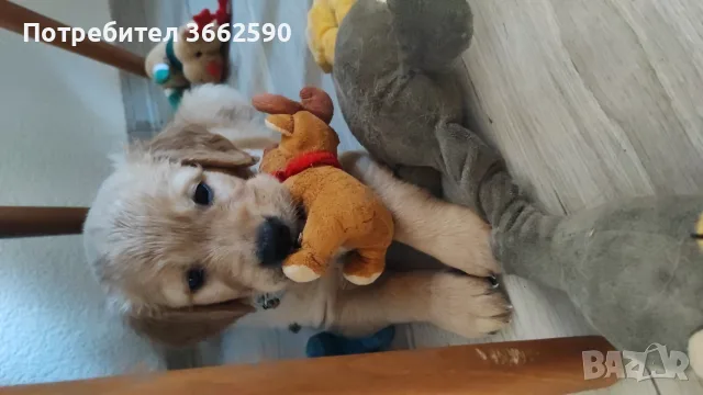 🐾 Малки кученца Голдън Ретривър търсят своите любящи семейства! 🐶❤️