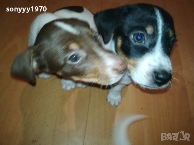 ДЖАК РЪСЕЛ-БЕБЕТА С ПАСПОРТ И ПЪРВА ВАКСИНА 0510252112, снимка 3 - Джак ръсел териер - 51955412
