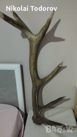 Трофей от сръндак, снимка 3 - Други - 52672901