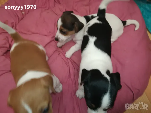 ДЖАК РЪСЕЛ-БЕБЕТА-250ЛВ ЗА ЕДНО 0602251556, снимка 9 - Джак ръсел териер - 48994447